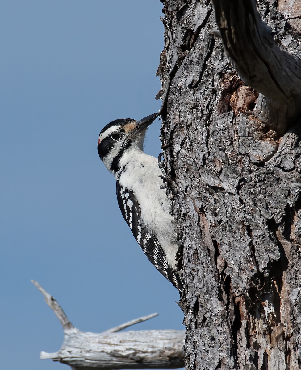 strakapoud americký - ML643344351