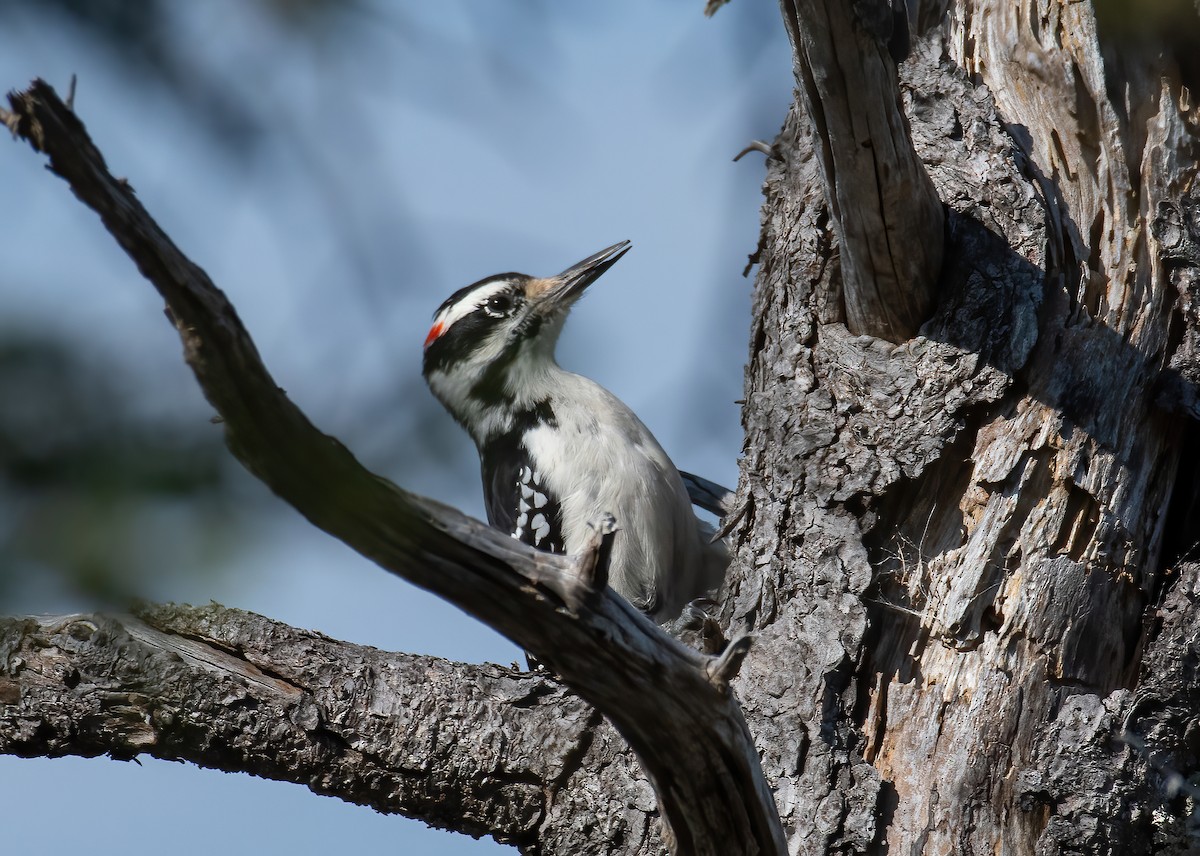 strakapoud americký - ML643344352