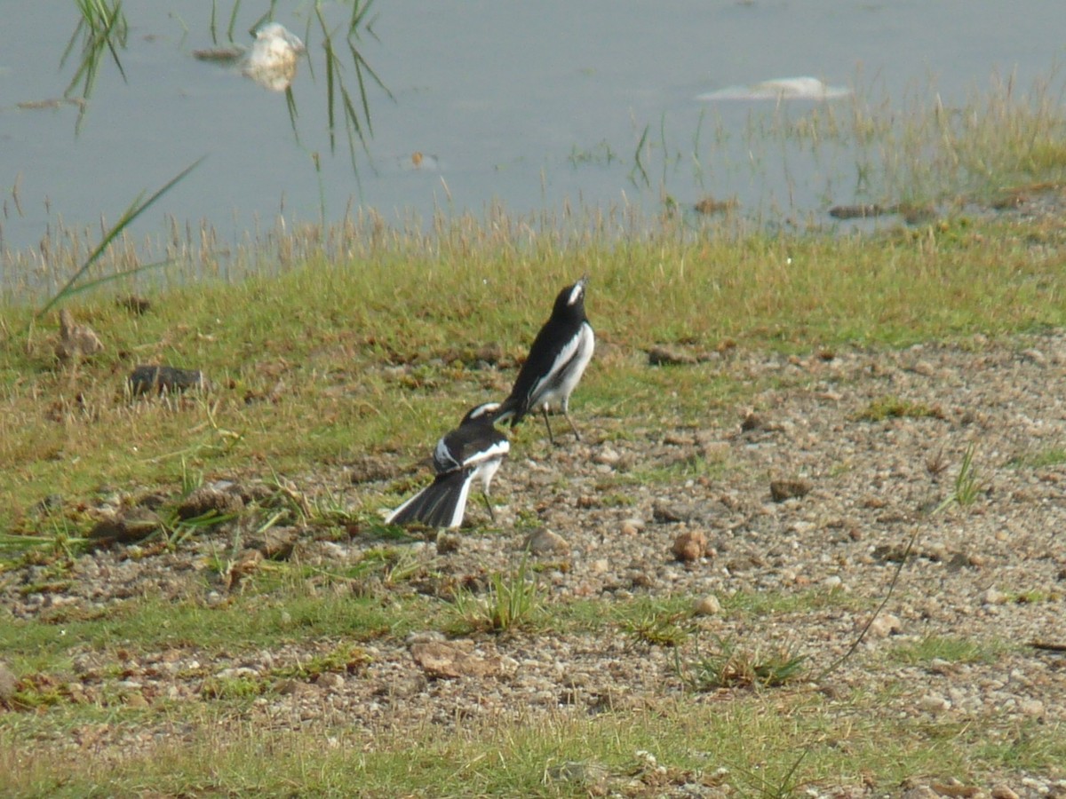 White-browed Wagtail - ML643344355