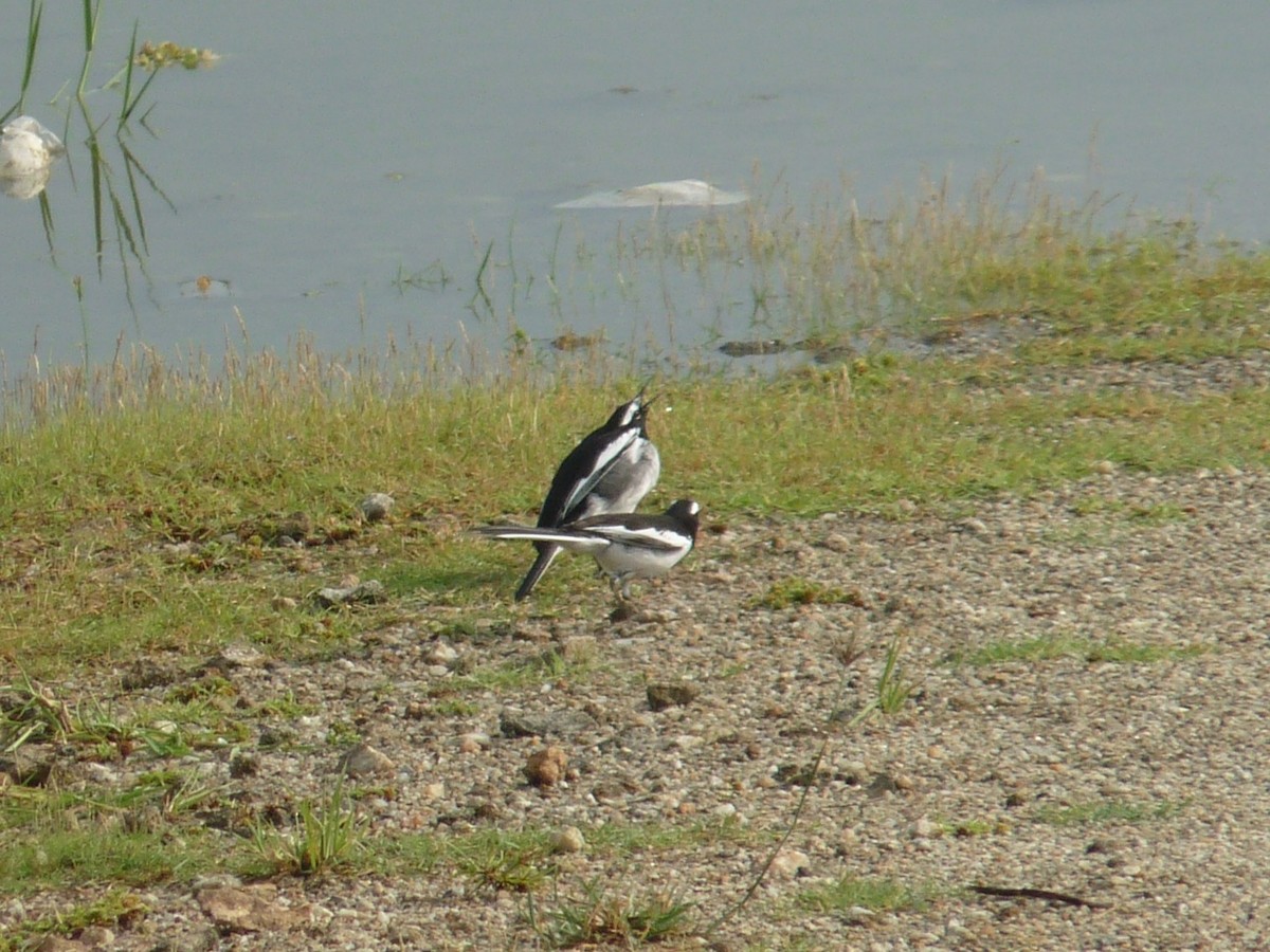 White-browed Wagtail - ML643344356