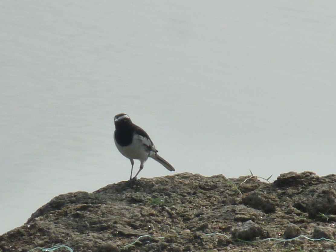 White-browed Wagtail - ML643344357