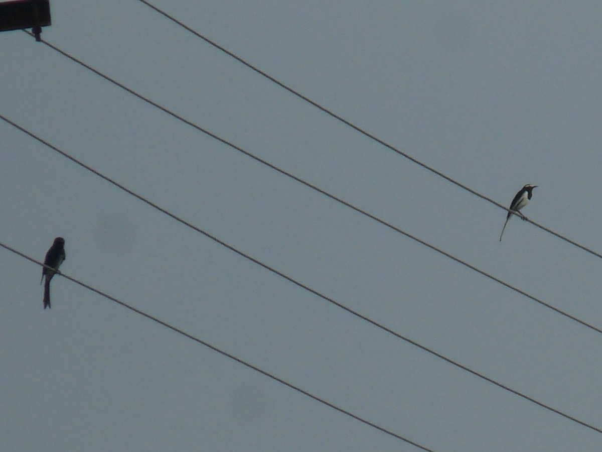White-browed Wagtail - ML643344358