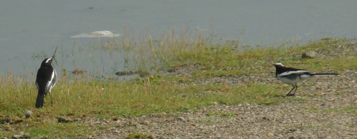 White-browed Wagtail - ML643344360