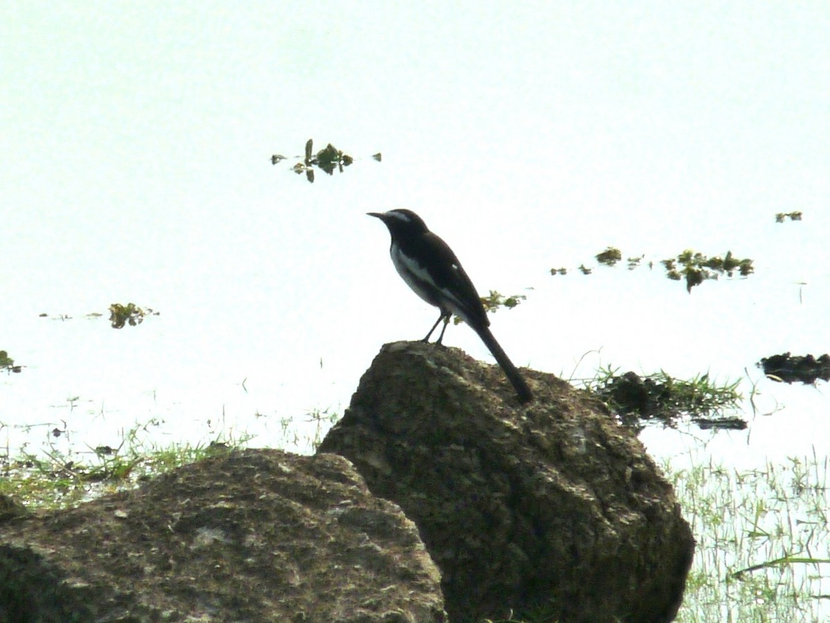 White-browed Wagtail - ML643344361