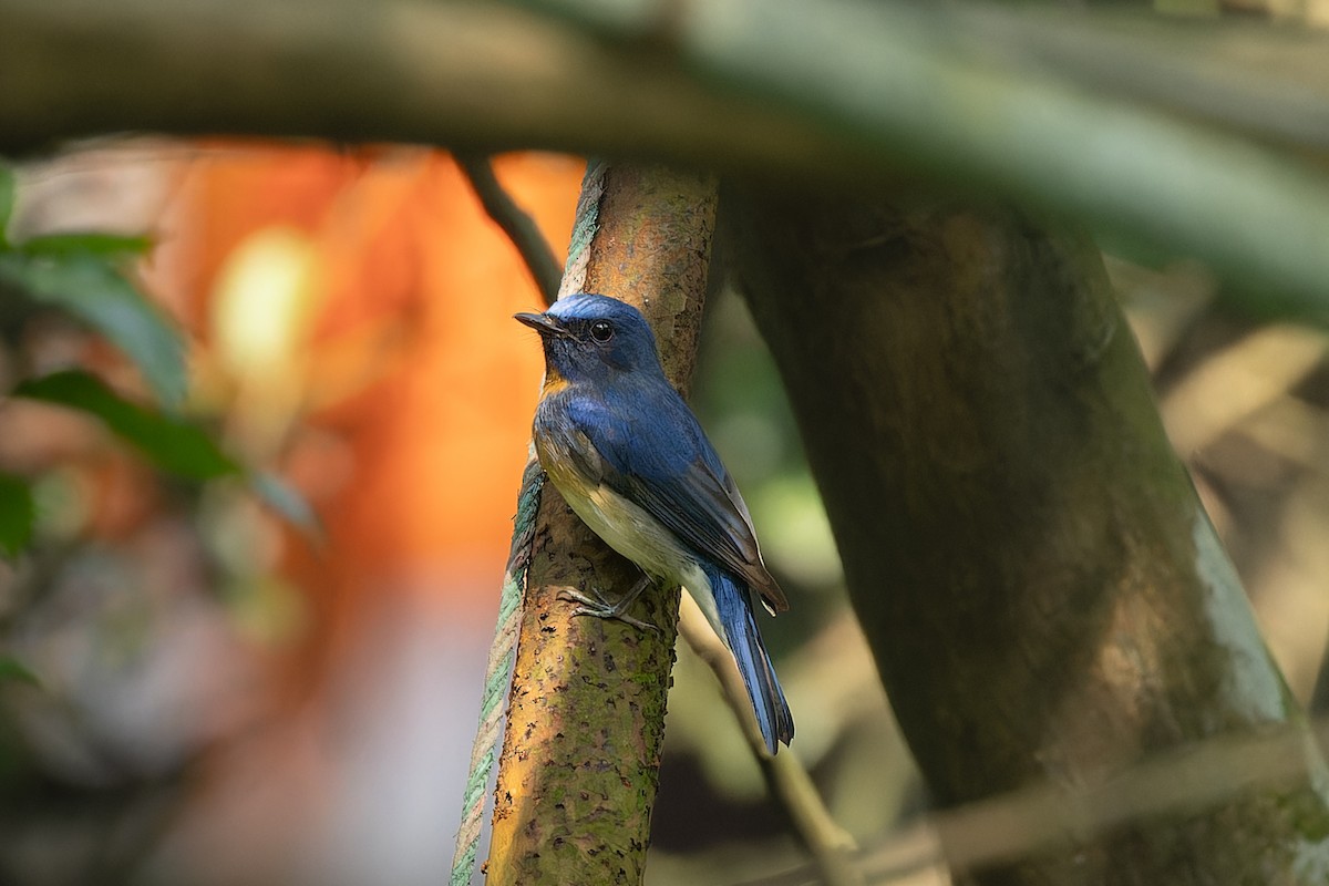 Blue-throated Flycatcher - ML643344362