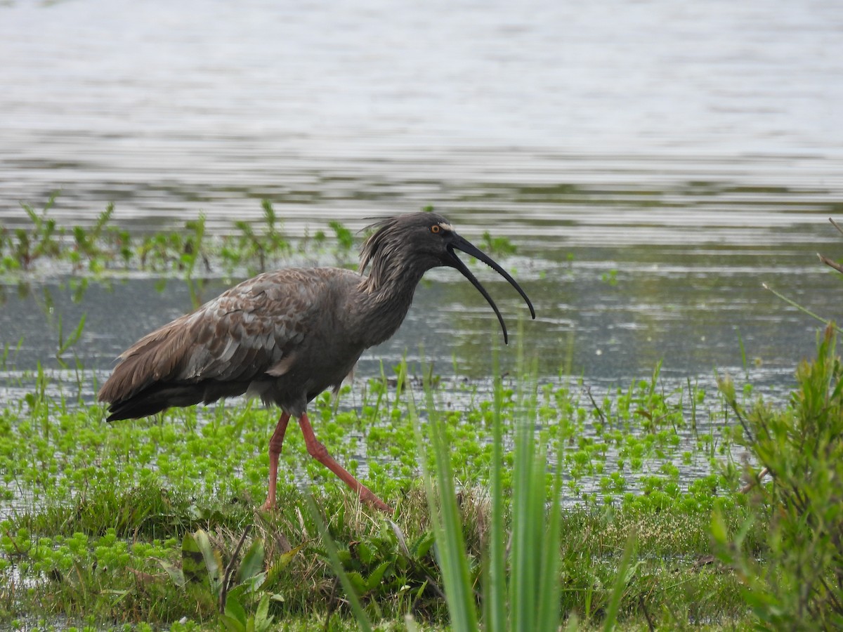Plumbeous Ibis - ML643344372
