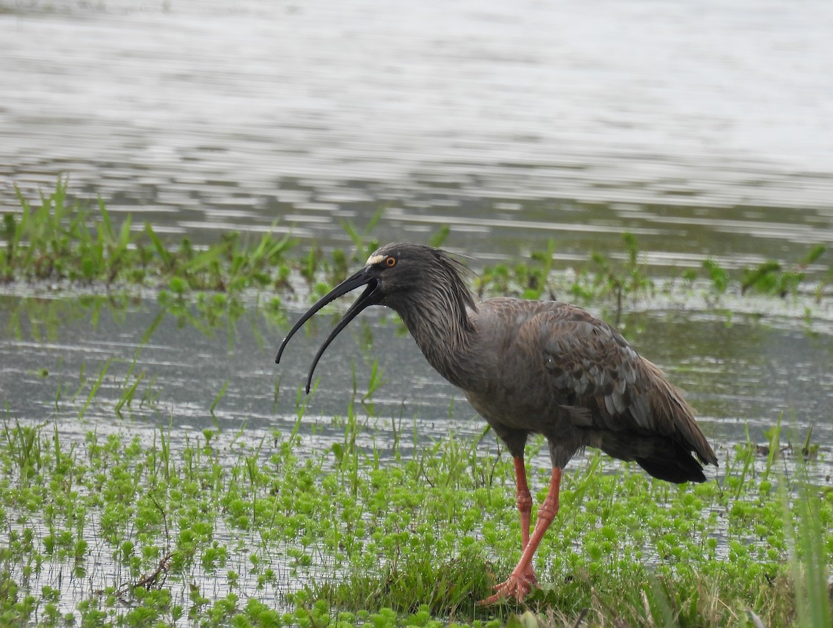Plumbeous Ibis - ML643344373