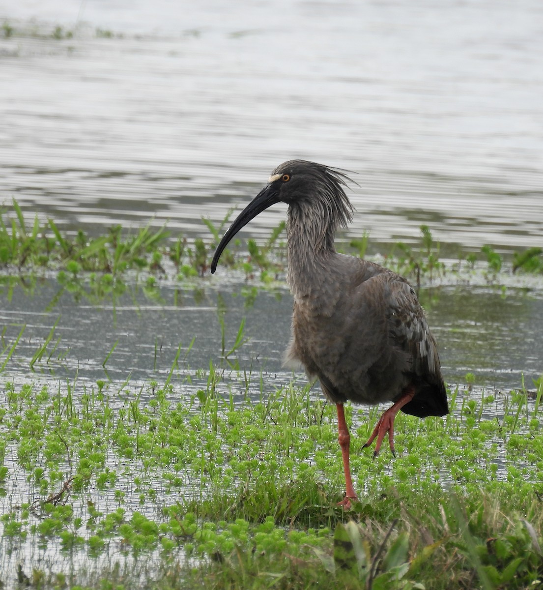 Plumbeous Ibis - ML643344374