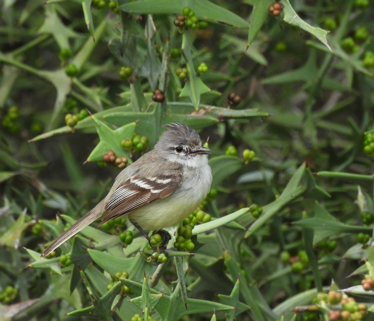 White-crested Tyrannulet - ML643344384