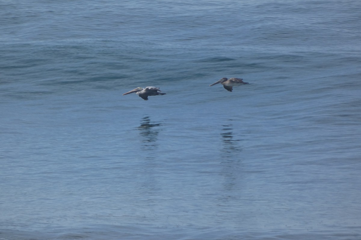 Brown Pelican - ML643344391
