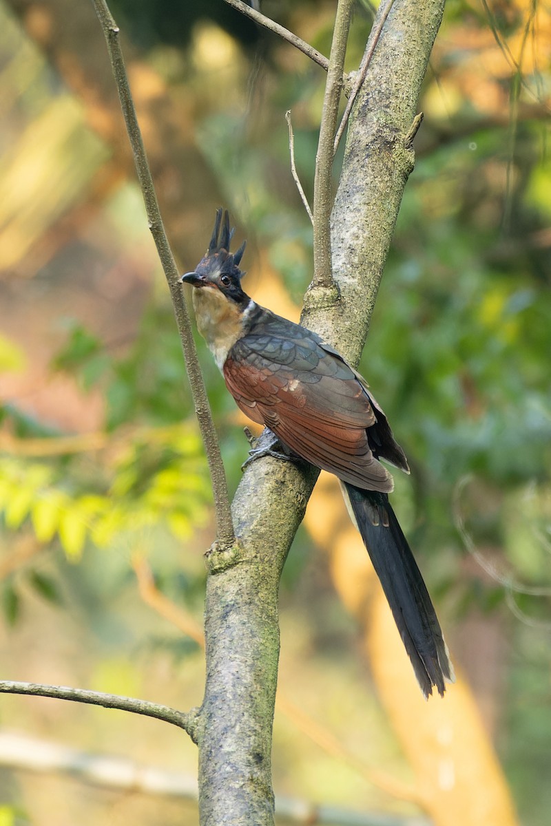Chestnut-winged Cuckoo - ML643344422