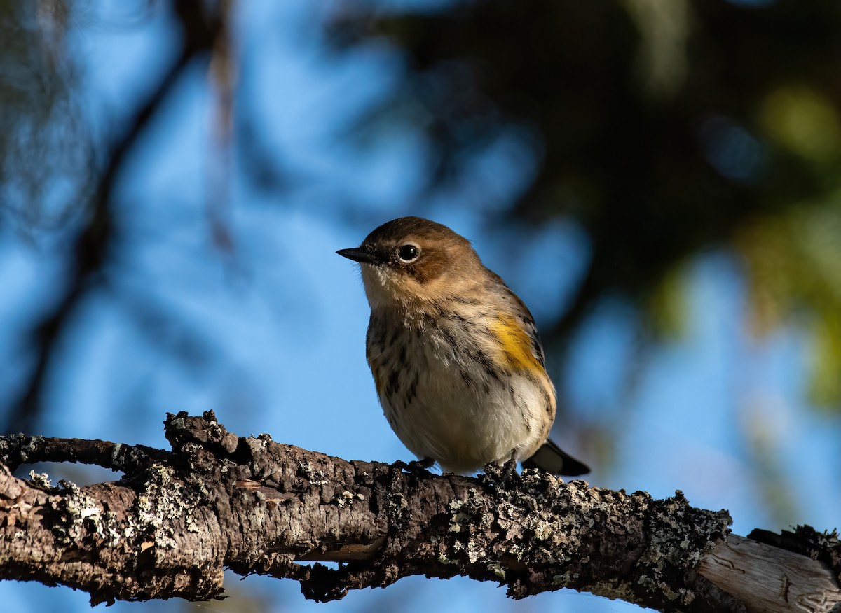 lesňáček žlutoskvrnný - ML643344431