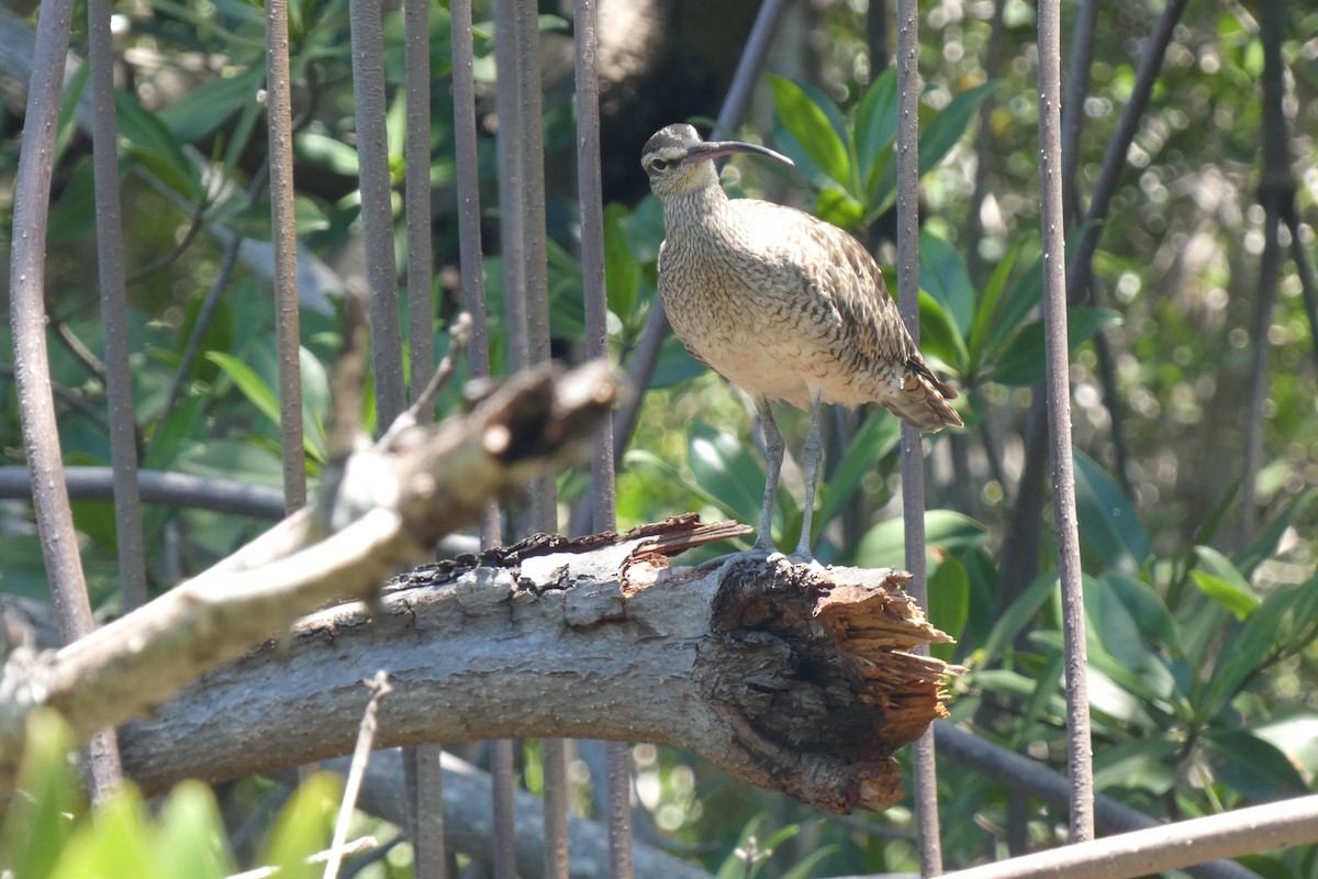 Whimbrel (Hudsonian) - ML643344449