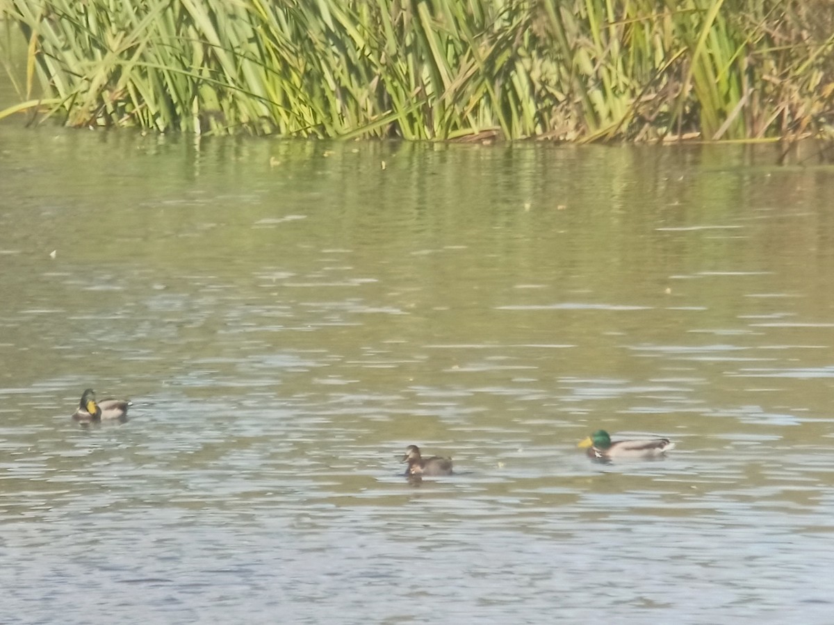 Gadwall x Mallard (hybrid) - ML643344452
