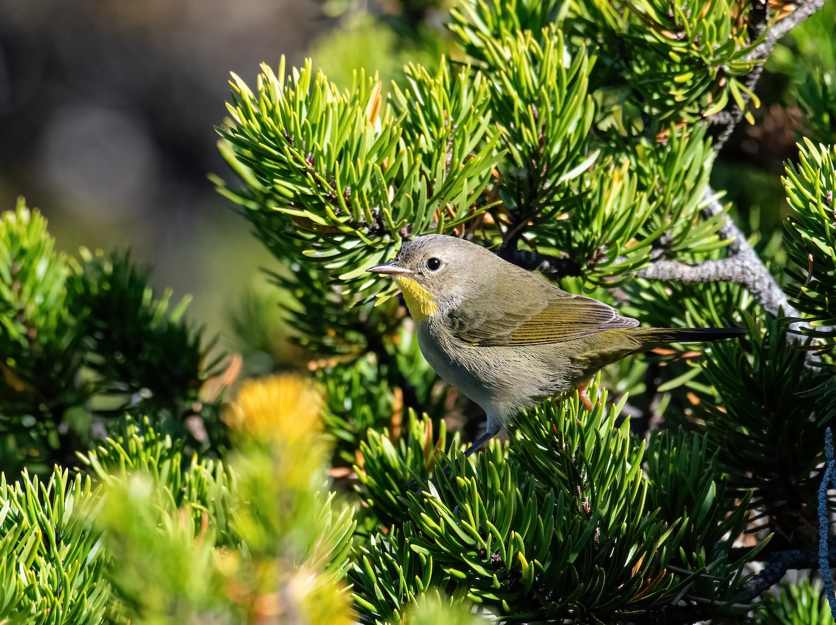 lesňáček žlutohrdlý - ML643344460