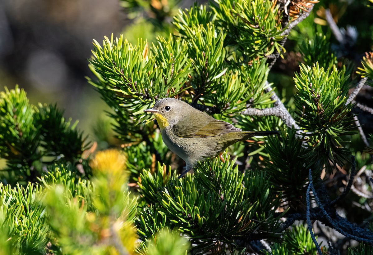 lesňáček žlutohrdlý - ML643344461