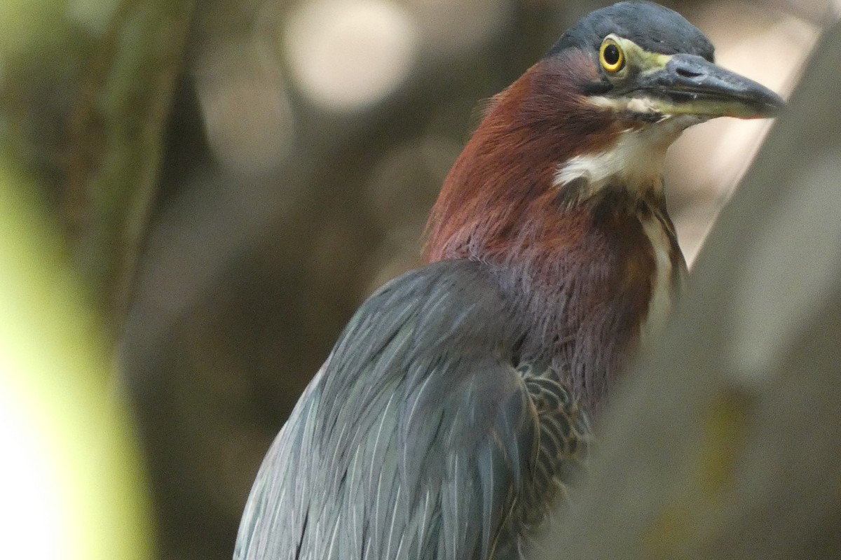 Green Heron - ML643344502