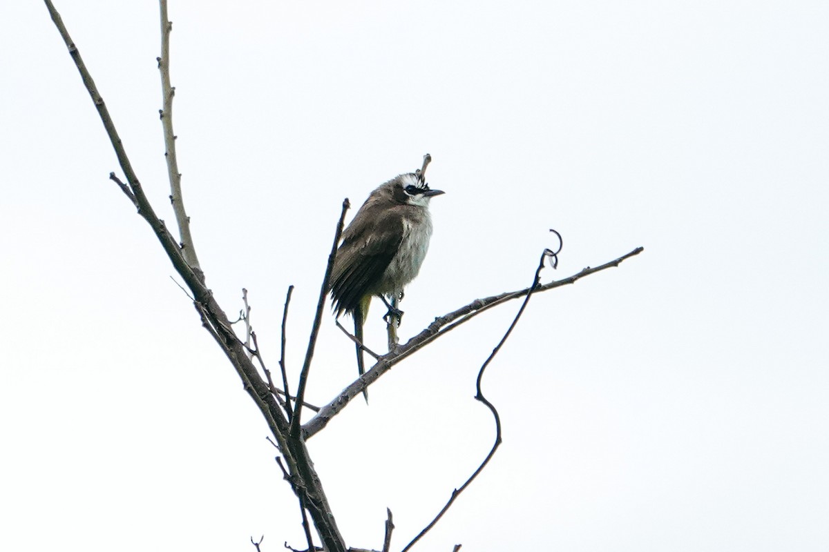 Yellow-vented Bulbul - ML643344512