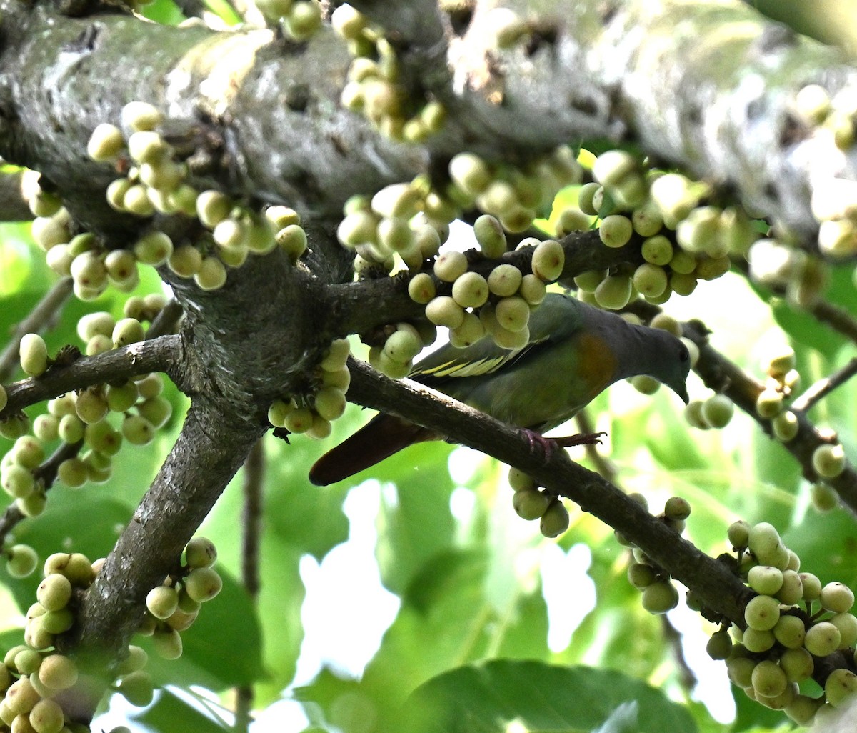 Pink-necked Green-Pigeon - ML643344513