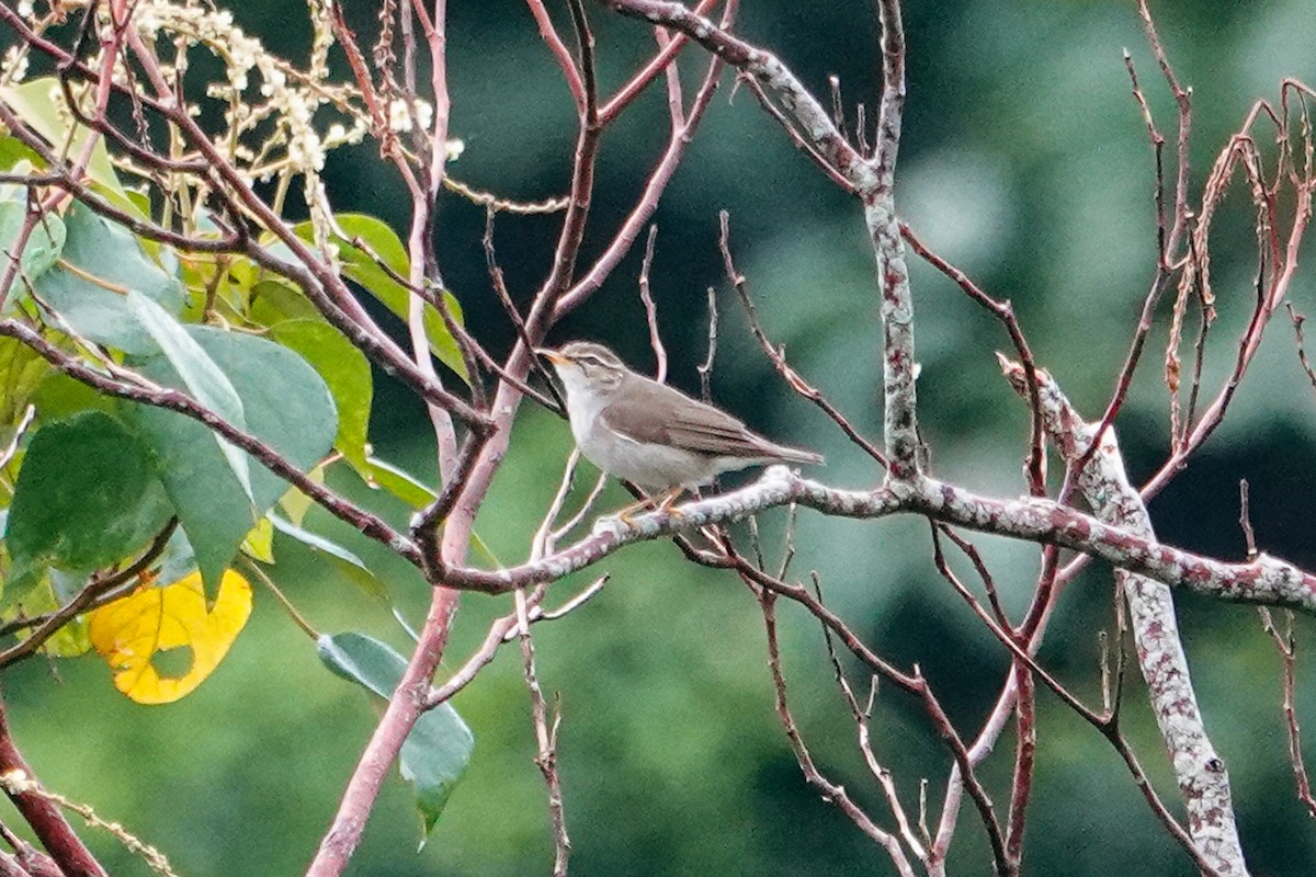 Kamchatka Leaf Warbler - ML643344517