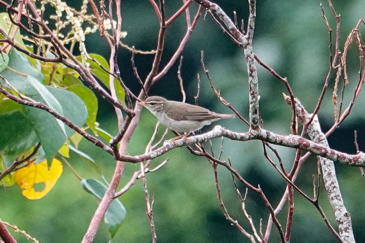 Kamchatka Leaf Warbler - ML643344518