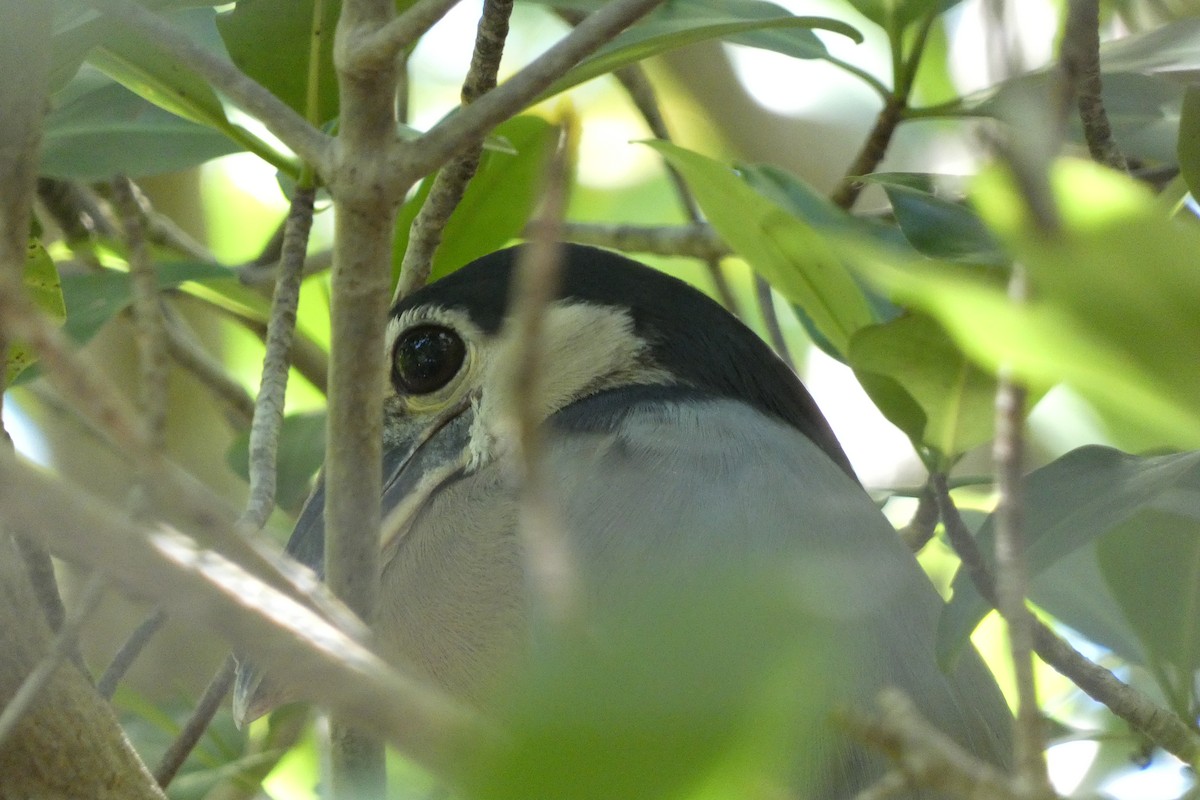 Boat-billed Heron - ML643344519