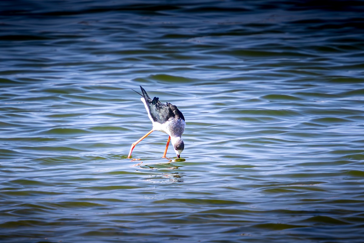 Black-winged Stilt - ML643344522