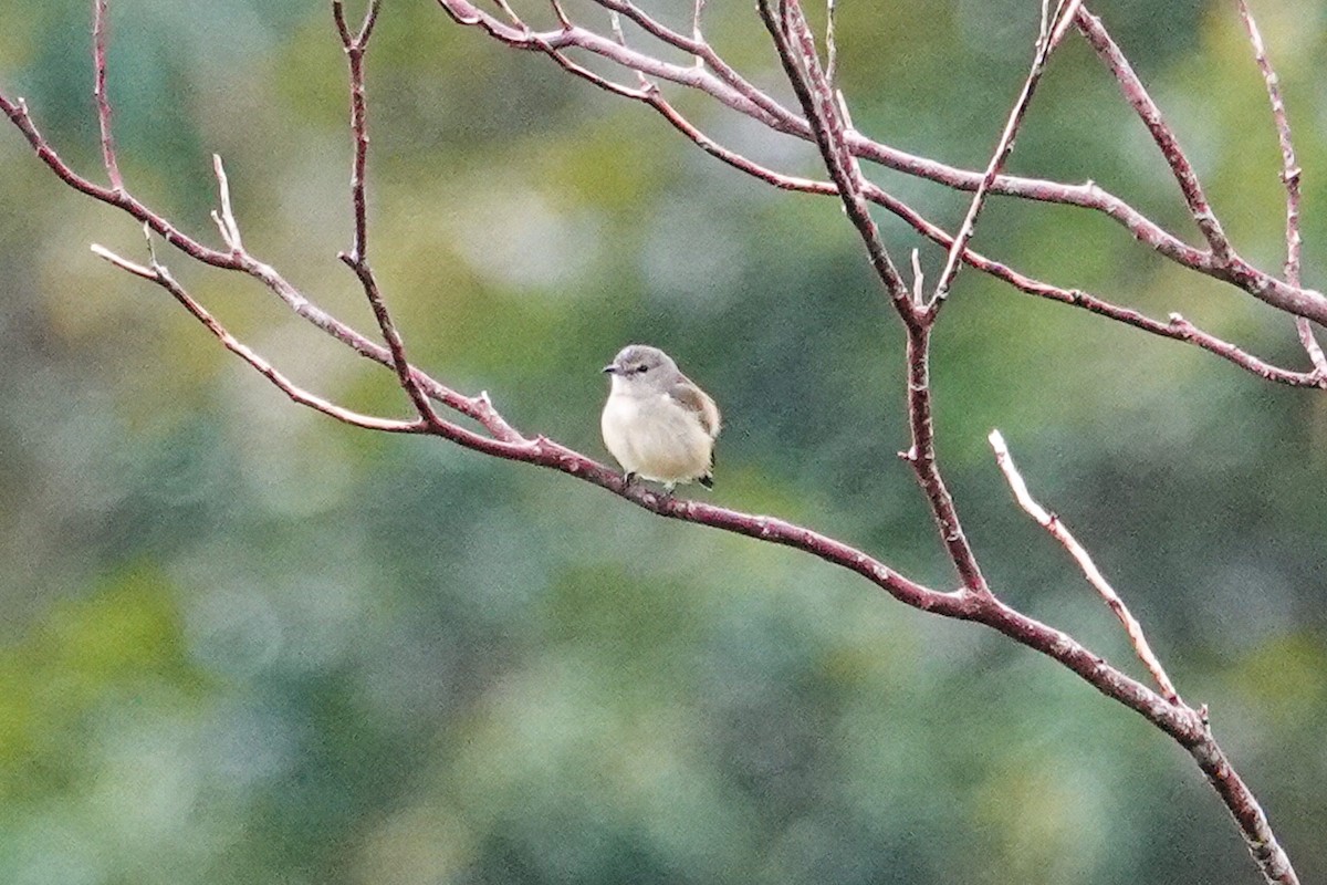 Pygmy Flowerpecker - ML643344532