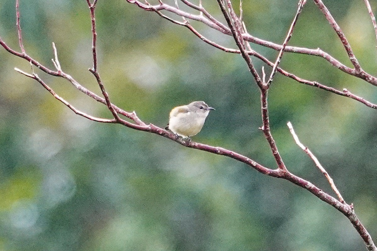 Pygmy Flowerpecker - ML643344533