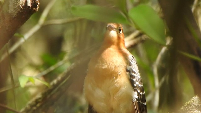 Pavonine Cuckoo - ML643344534
