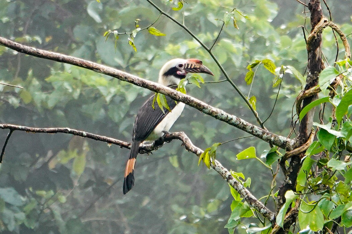 Luzon Hornbill - ML643344541