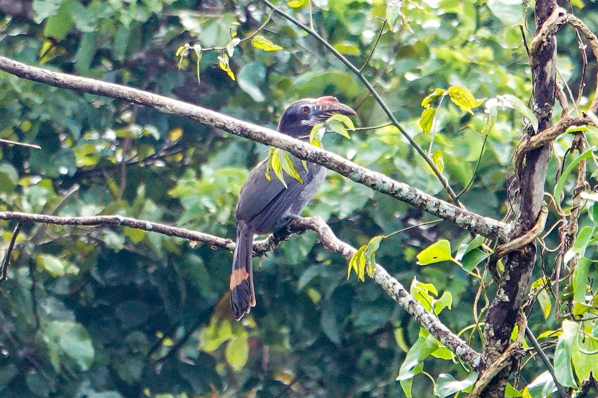 Luzon Hornbill - ML643344542