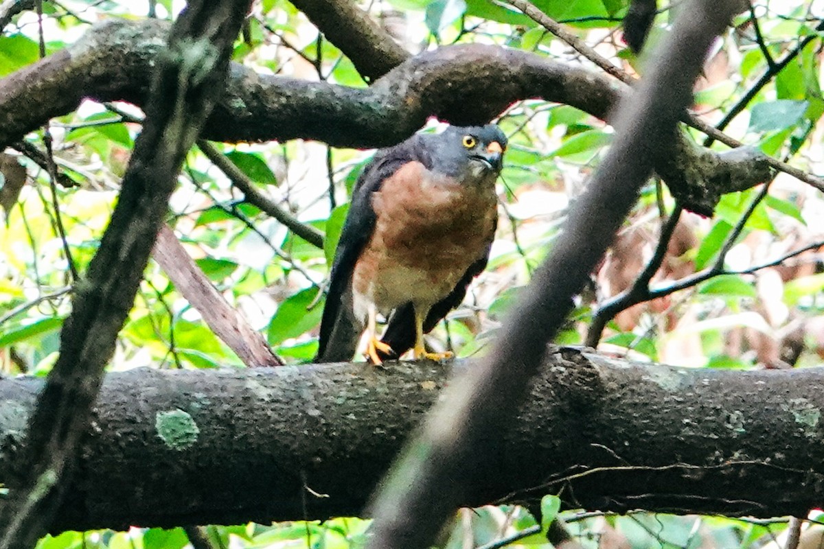 Chinese Sparrowhawk - ML643344547