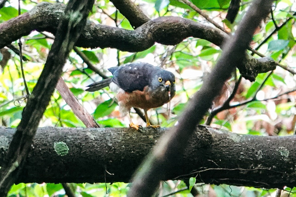 Chinese Sparrowhawk - ML643344548