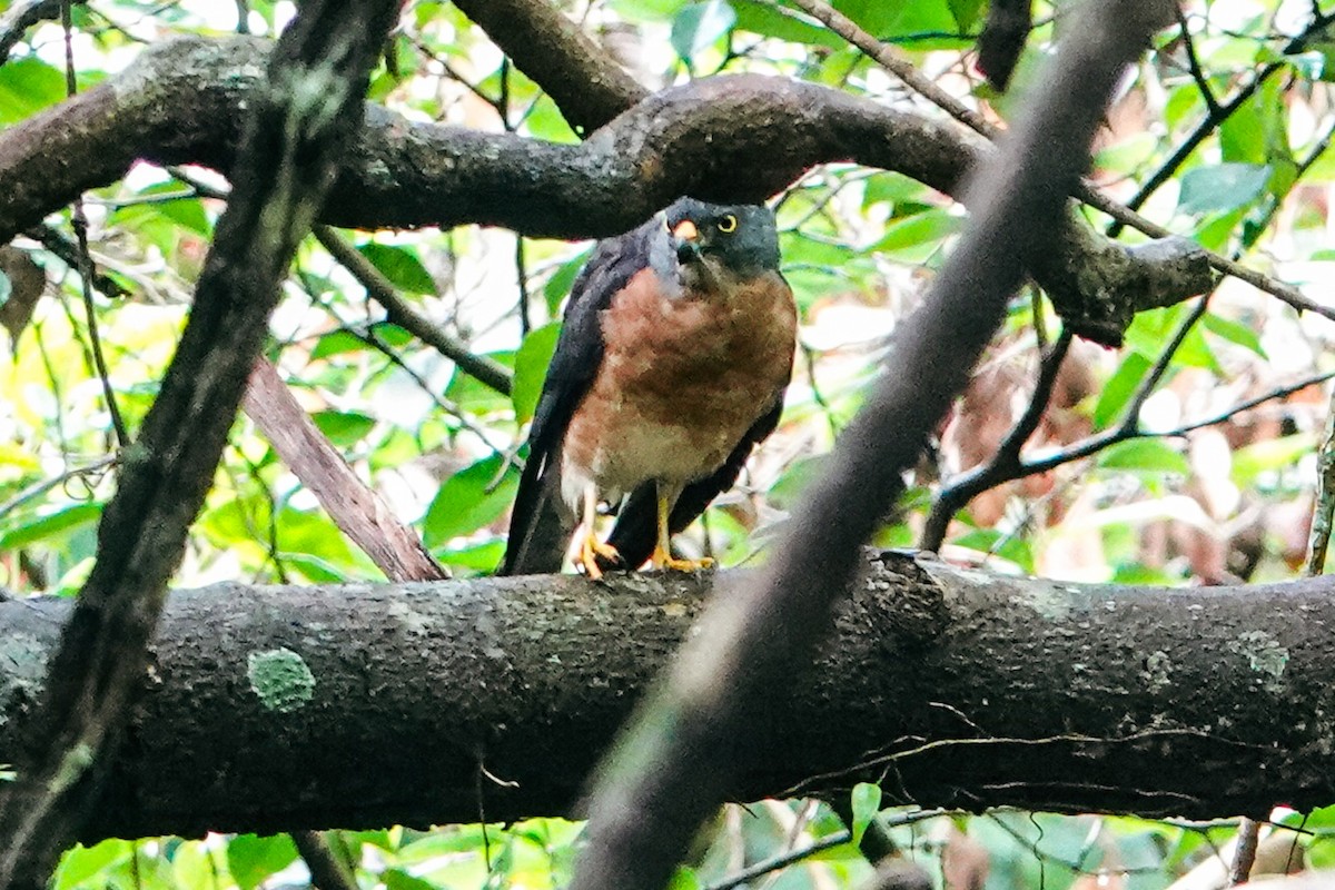 Chinese Sparrowhawk - ML643344549