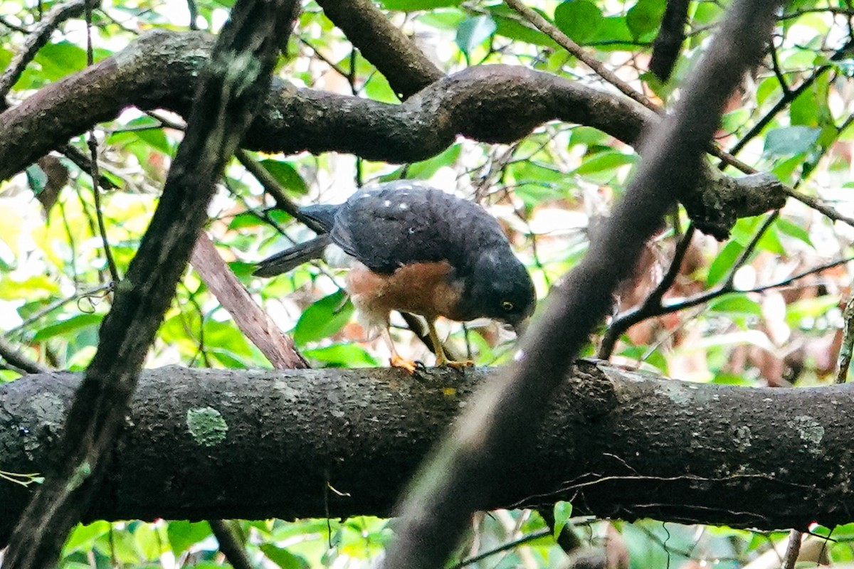 Chinese Sparrowhawk - ML643344550