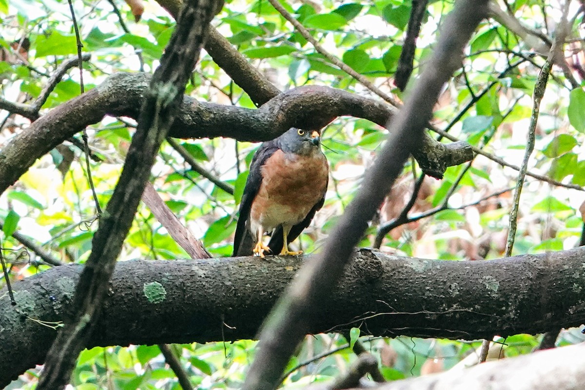 Chinese Sparrowhawk - ML643344551