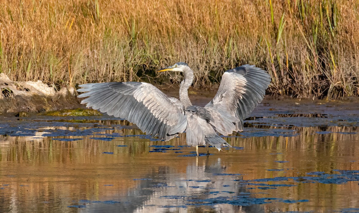 volavka velká - ML643344554