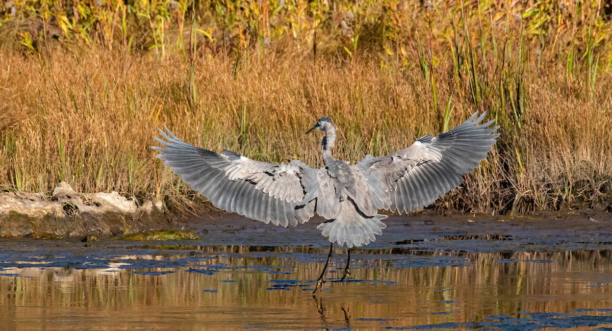 volavka velká - ML643344555