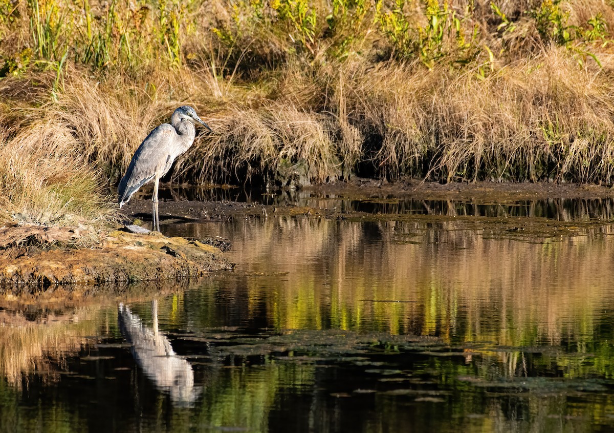 volavka velká - ML643344556