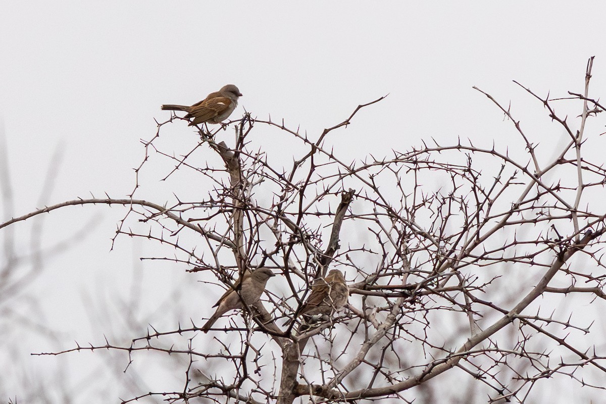 Southern Gray-headed Sparrow - ML643344557