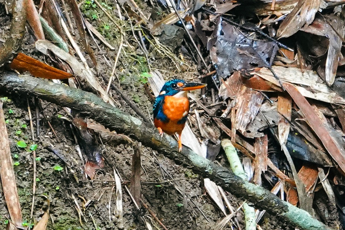 Indigo-banded Kingfisher - ML643344561