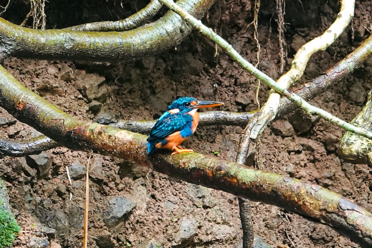 Indigo-banded Kingfisher - ML643344562