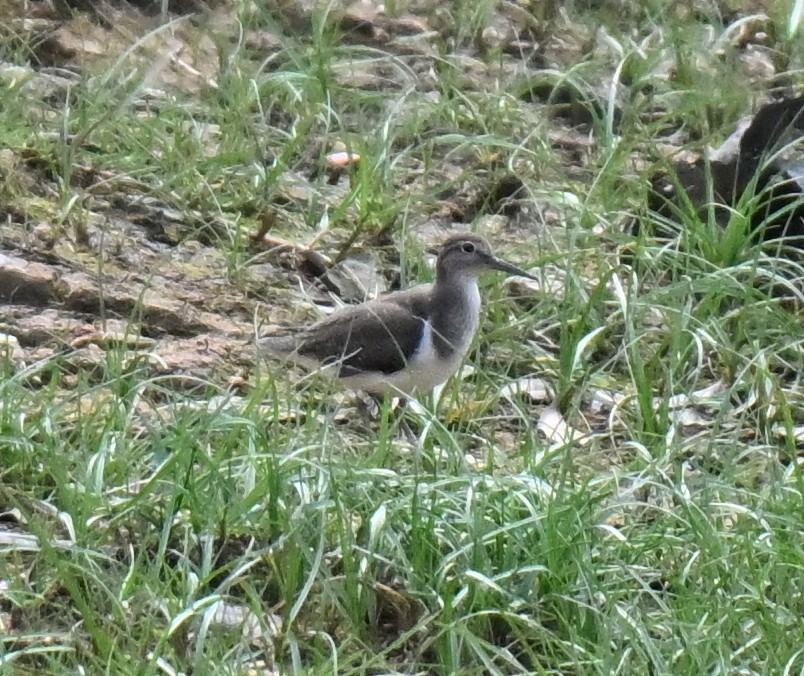 Common Sandpiper - ML643344567
