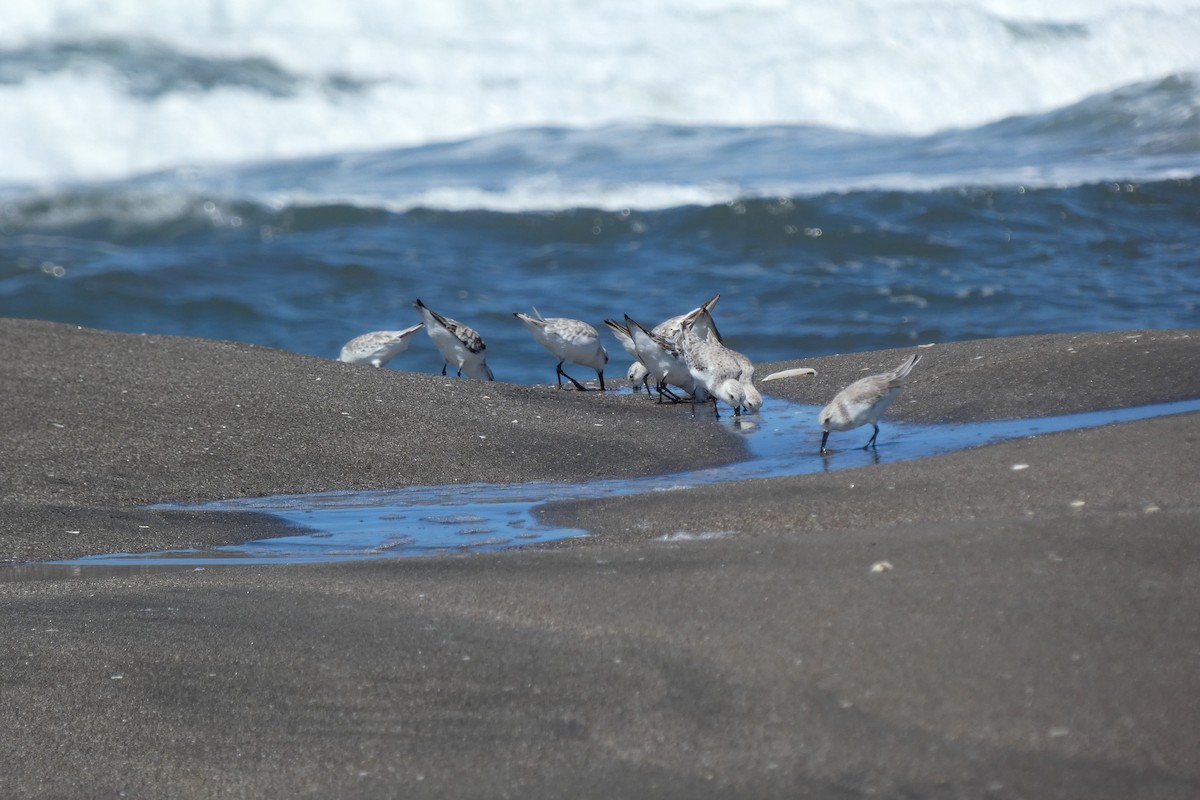 Sanderling - ML643344568
