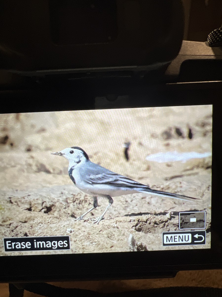 wagtail sp. - ML643344576