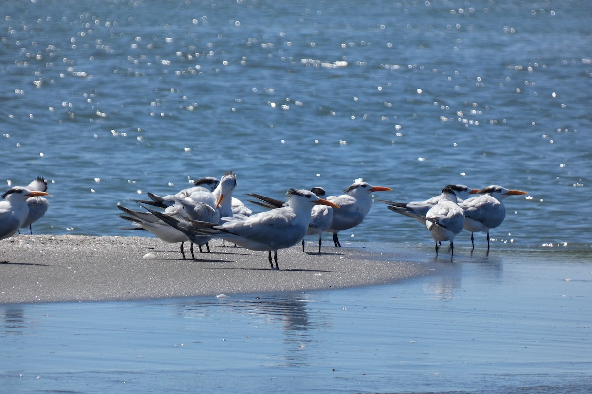 Royal Tern - ML643344591