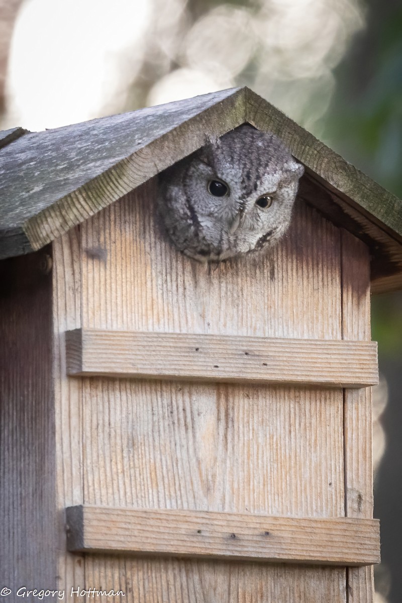 Eastern Screech-Owl - ML643344605