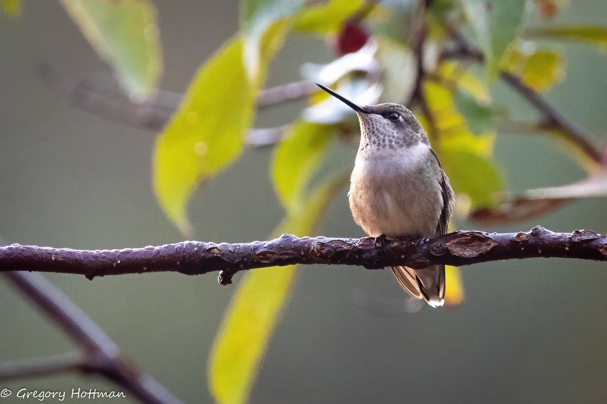 Ruby-throated Hummingbird - ML643344627