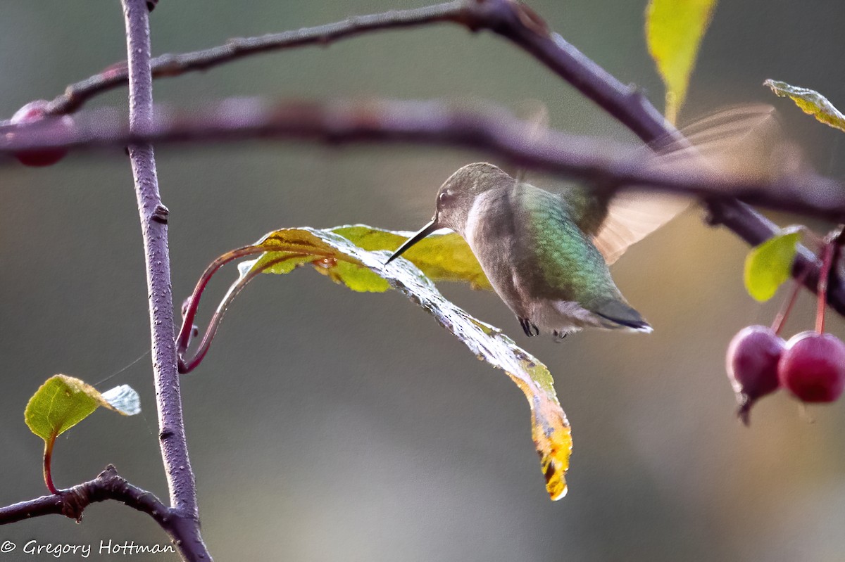 Ruby-throated Hummingbird - ML643344628